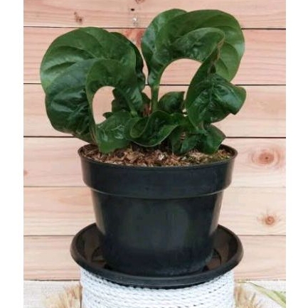 Anthurium Hookeri Tanduk