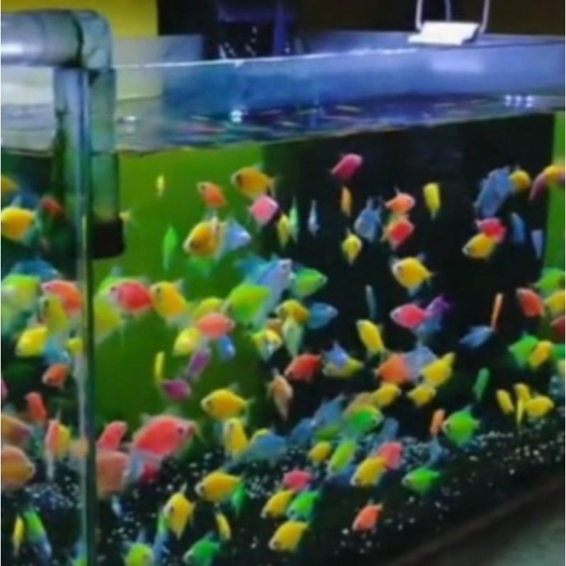 Paket Hemat 10 Ekor Glofish Tetra Warna Warni Hiasan Dekorasi Aquarium Aquascape