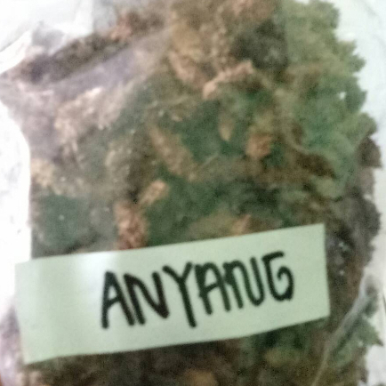 

MURAH JAMU ANYANG-ANYANG- 500 GRAM