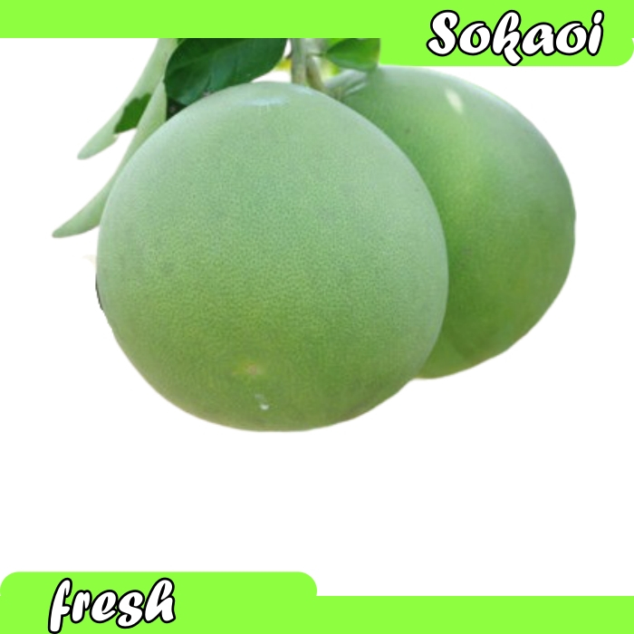 

BUAH JERUK PAMELO SEGAR JERUK BALI JERUK BESAR
