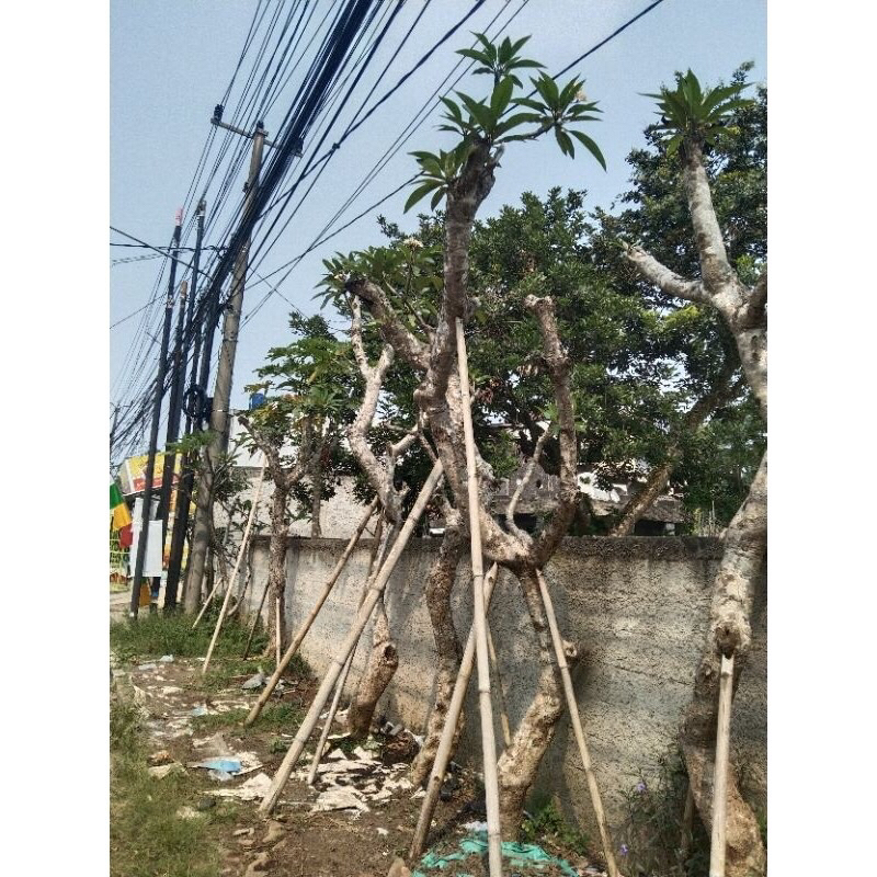 POHON KAMBOJA besar tinggi 3 meter