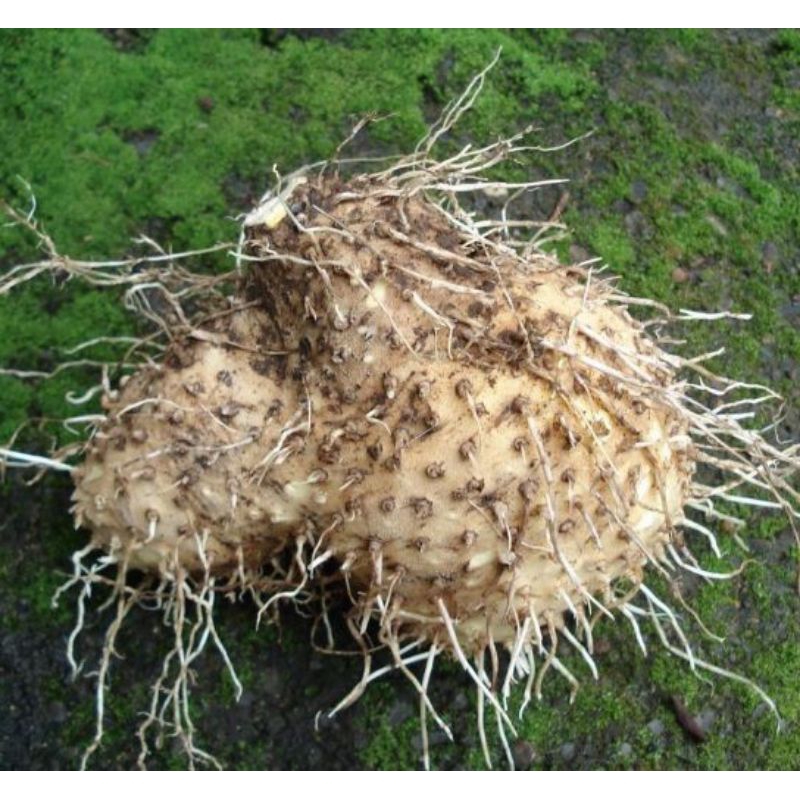 

Umbi Gadung Segar 1kg