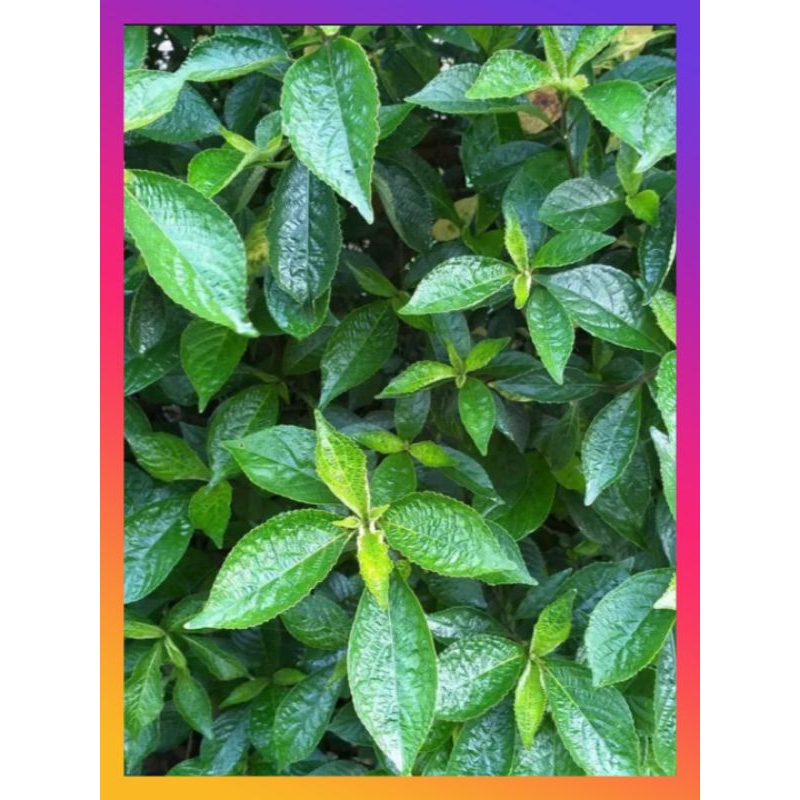 

daun keji beling segar 500grm