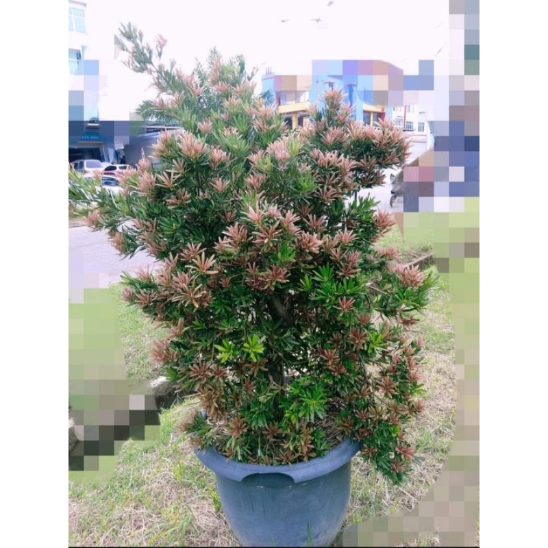 Paket 6 pucuk / entres lohansung pucuk pink