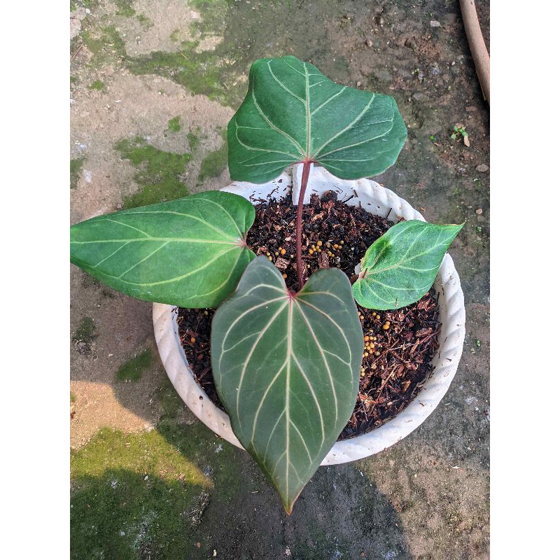 Anthurium king of spades / kuping gajah HU