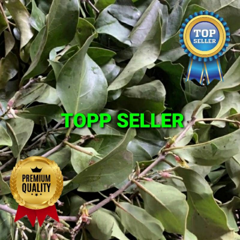 

BENALU JATI KERING 1000 GRAM