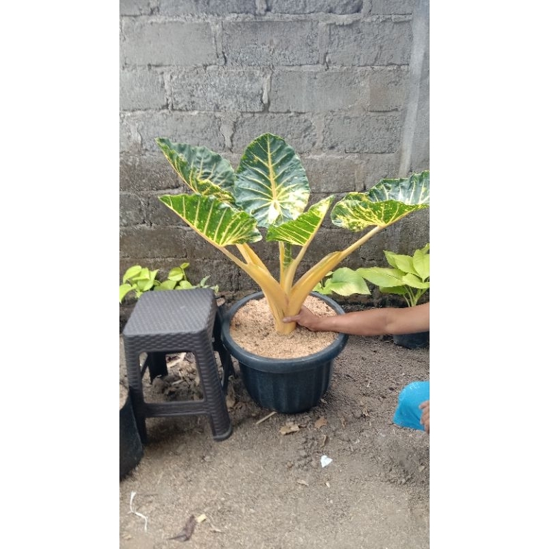 bibit alocasia new guenia gold sente kuning sente golden murah