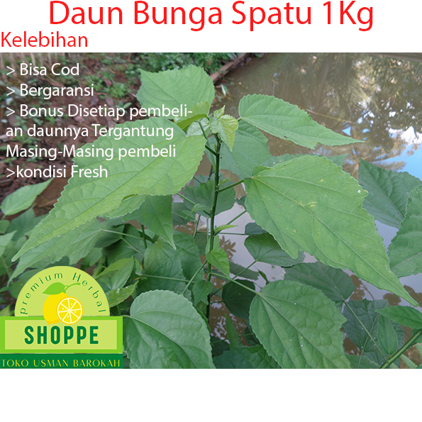 

Daun Bunga Spatu segar Daun Wera Fresh isi 1Kg Baru Dipetik