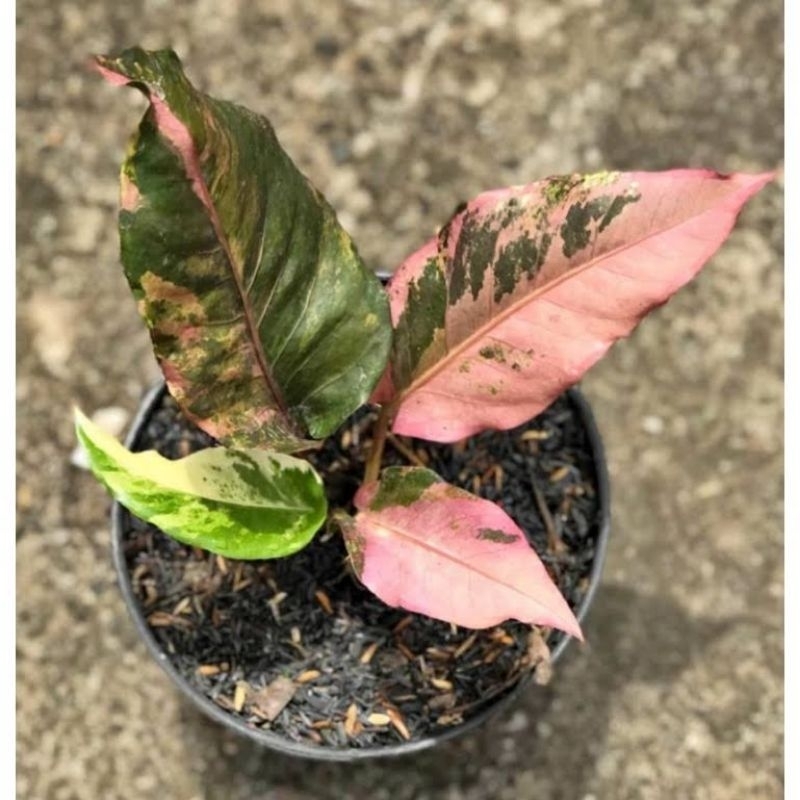 Hokeri varigata pink/Hokeri pink/hookery pink