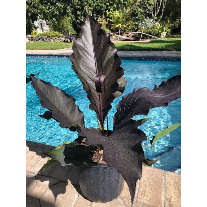 hokeri black dragon/hokeri super hitam/hokeri hitam