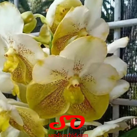 [ SPIKE | BERBUNGA ] Vanda Thonglorsand x Vanda Prapathom Gold