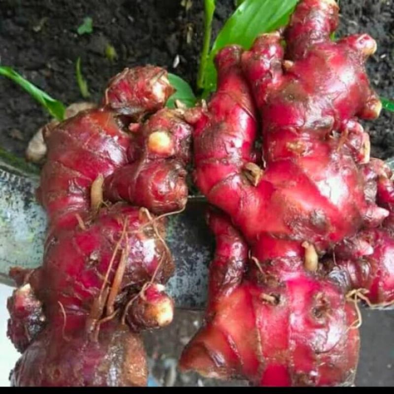 

Jahe merah rimpang besar 1 kg