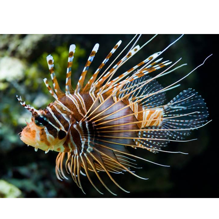 Ikan Lionfish / Volitan Lionfish / Air Laut / Ikan Predator  Air Laut