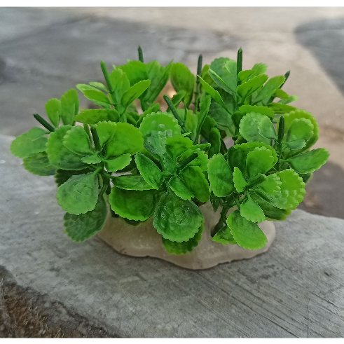 Tumbuhan rimbun aquarium, tanaman rimbun aquarium, dekorasi aquarium tanaman rimbun, hiasan aquarium