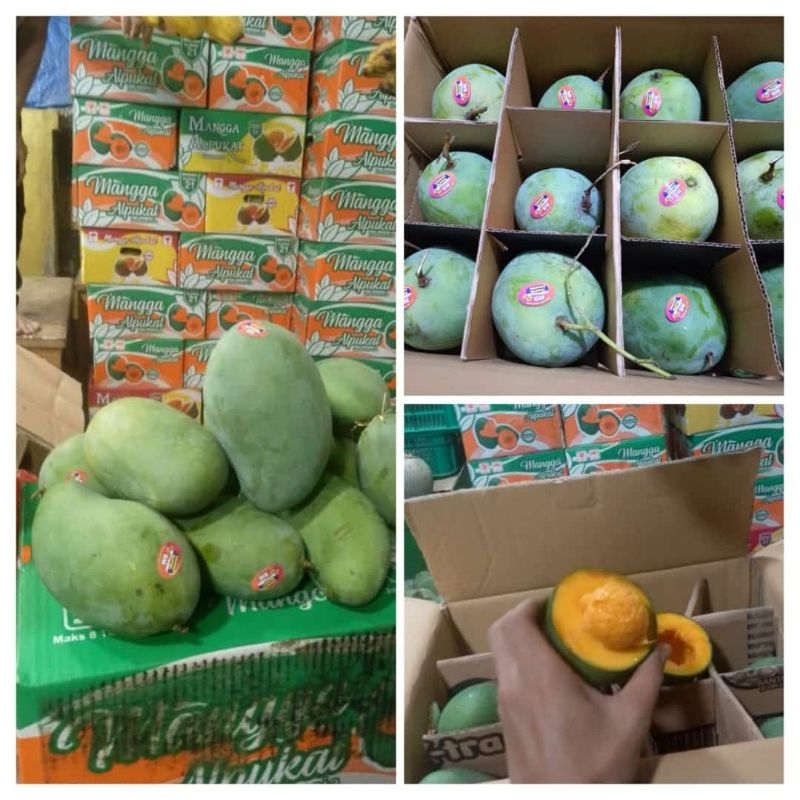 

Mangga Alpukat