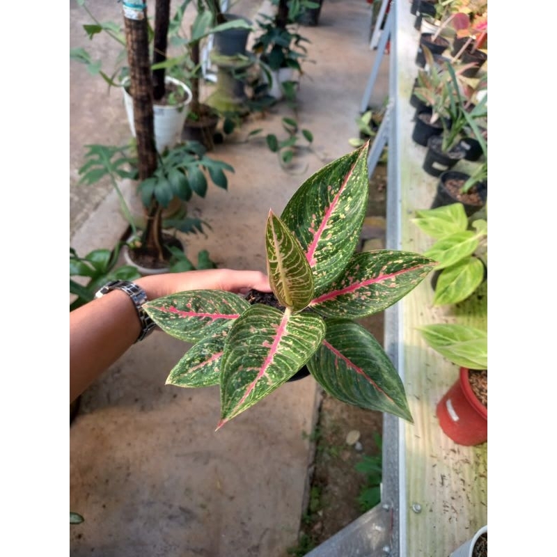 Aglonema Green Legacy bawa matun /  legacy hijau murah indukan