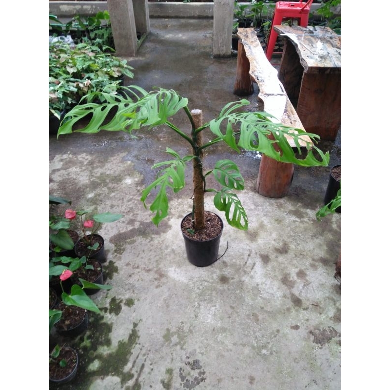 monstera adansoni esqueleto