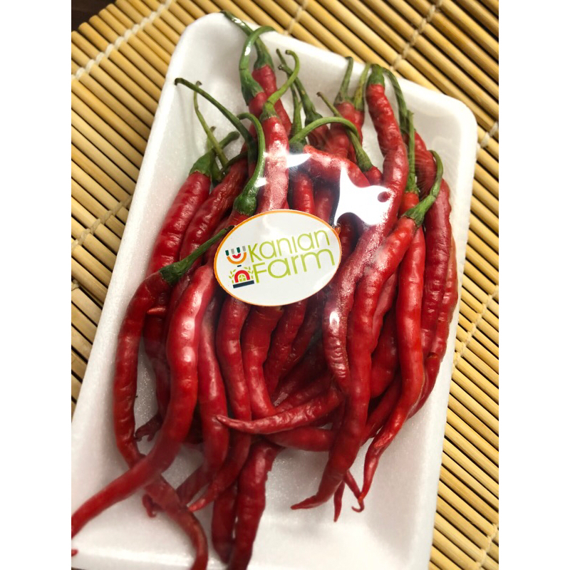 

cabai merah kriting 100gr