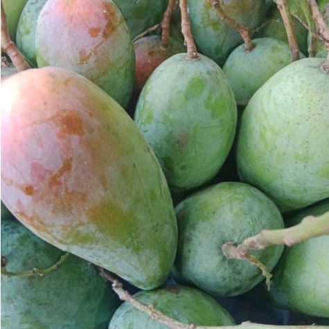 

BUAH MANGGA THAILAND/MANGGA KIOJOY SUPER MANIS FRESH