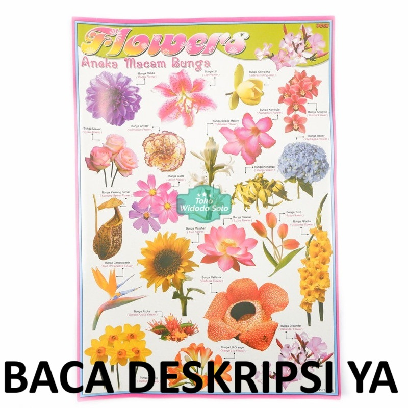 

Poster Edukasi Aneka Macam Bunga Alat Anak 35x50cm - 1 Lembar