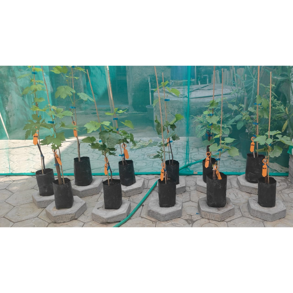 Bibit Anggur Moondrop