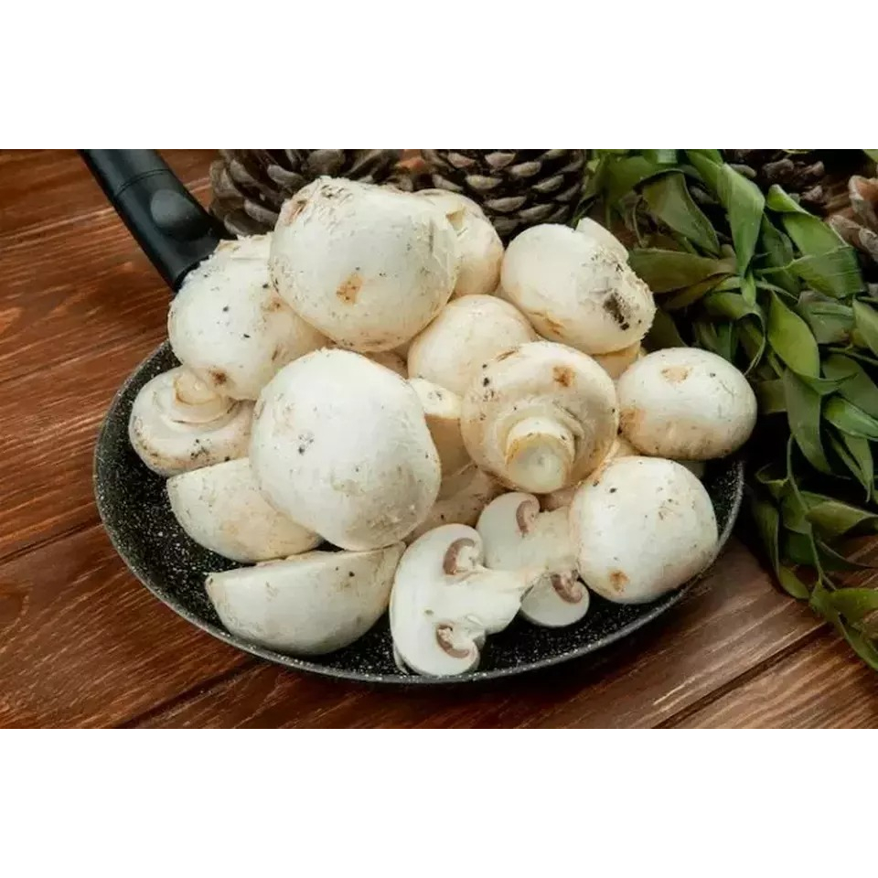 

Jamur Merang/Kancing