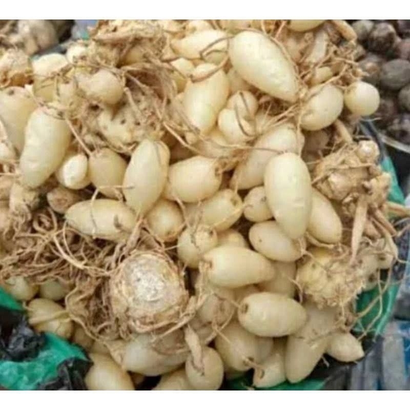 

Temu Putih Gombyok / Temu Pepet / Kunci Pepet / Temu Putih/ Berat 500 gram