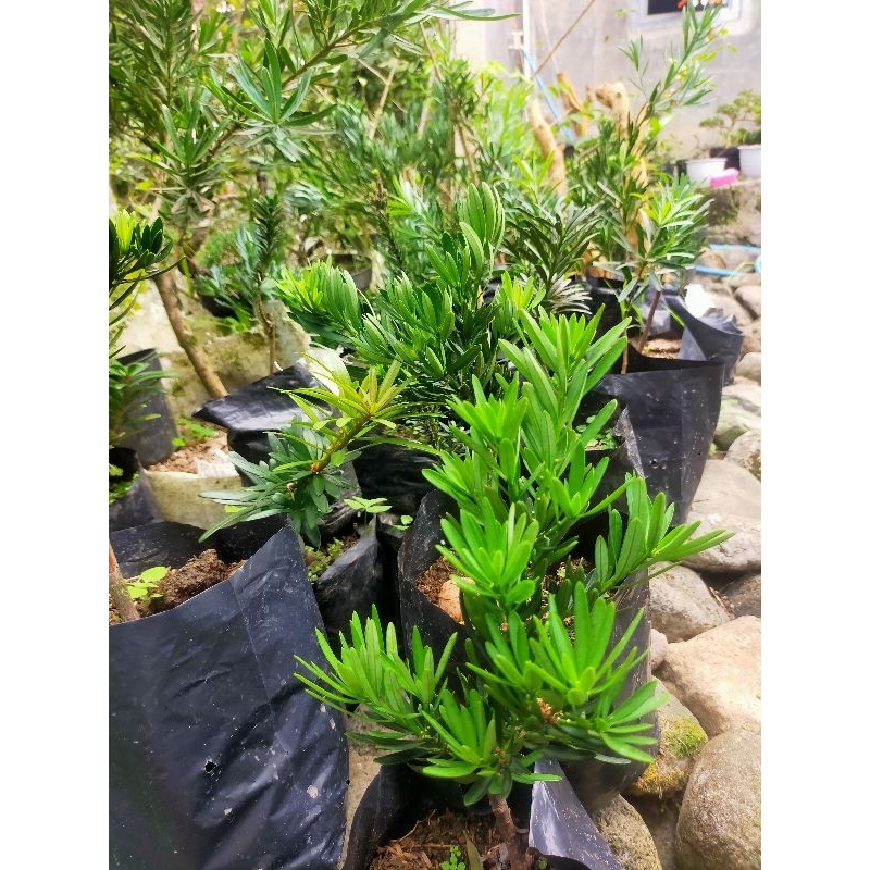 Lohansung Blue Cincuan Kompakta Grafting