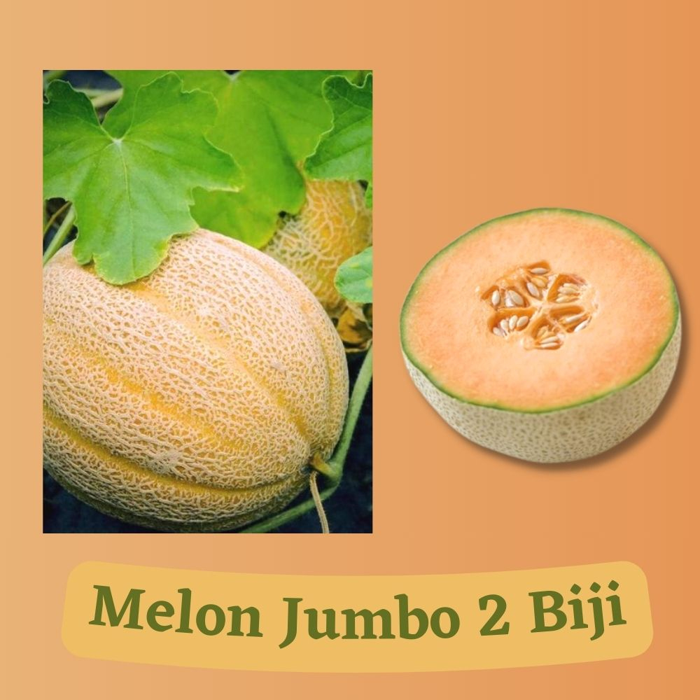 Bibit Melon Jumbo F1 / Benih Buah