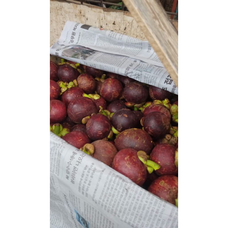 

Buah Manggis 1kg