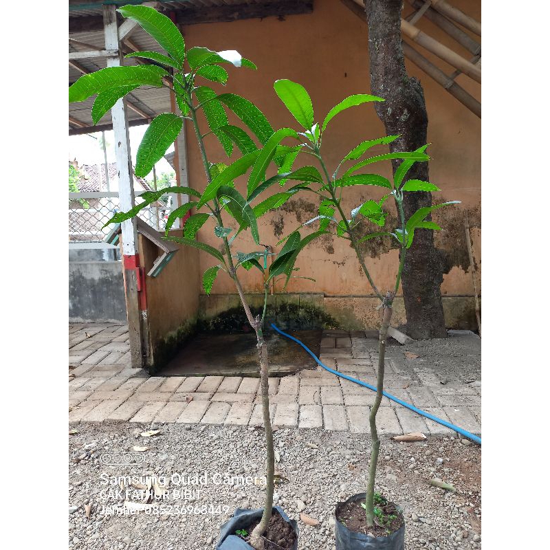 bibit mangga yuwen 6