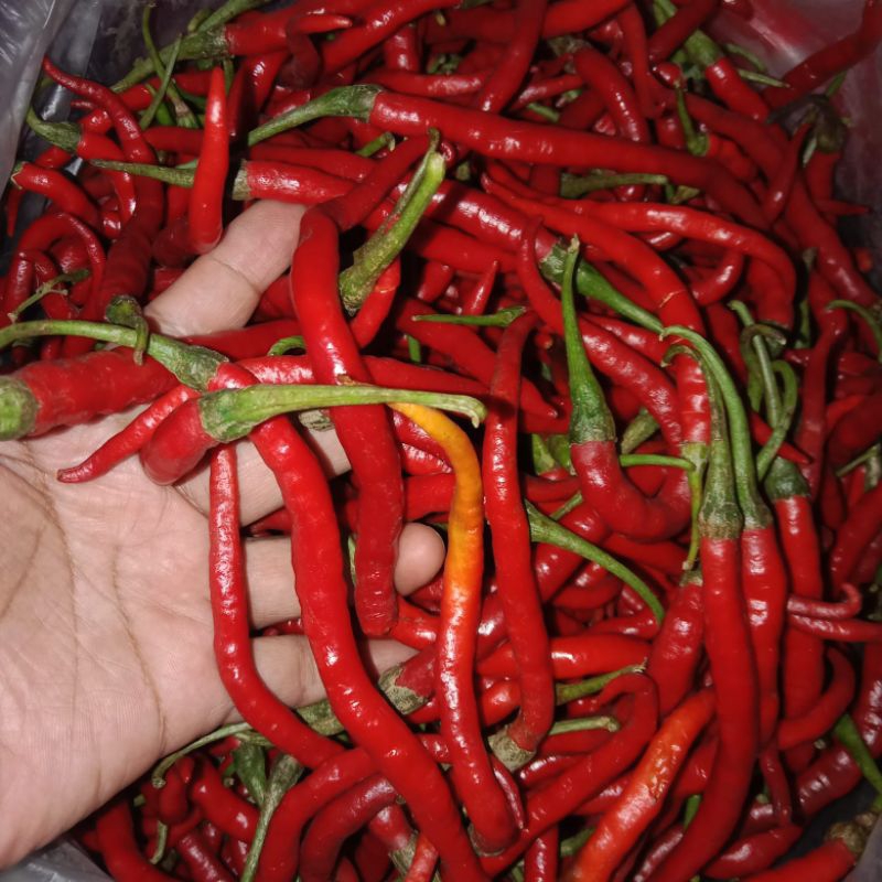 

Cabai Merah Keriting Super Murah 500gr