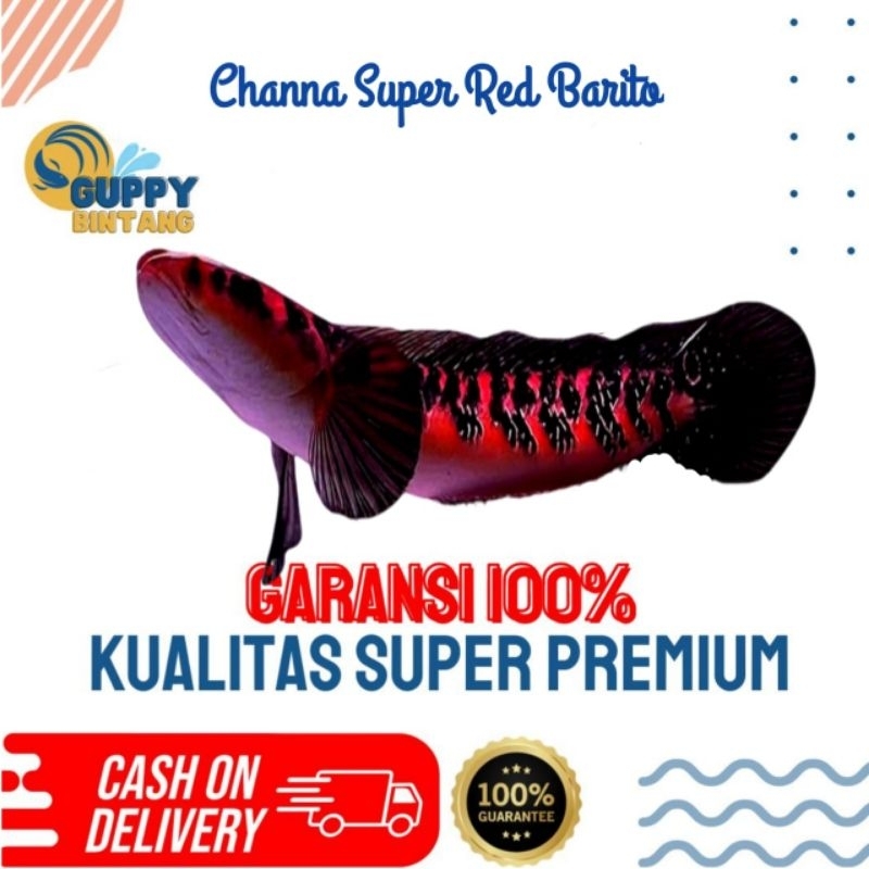 Channa Super Red Barito 15-20 Cm