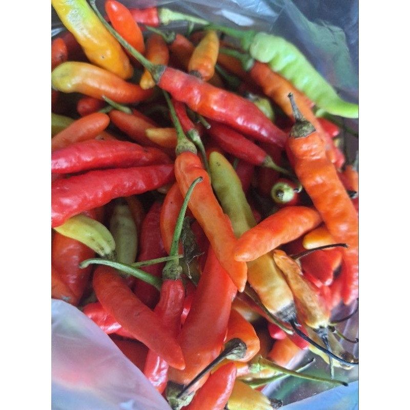 

Ready Stock Cabe Setan Cabe Caplak Siap Kirim