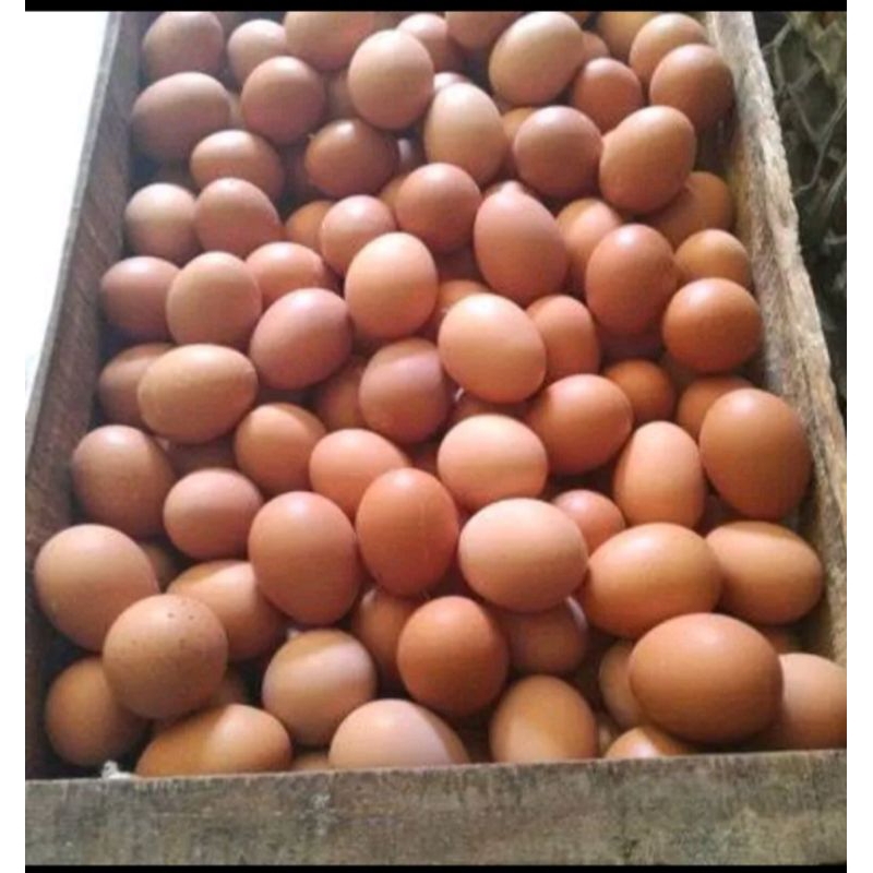 

Telur Ayam Negeri Fresh 1 kg