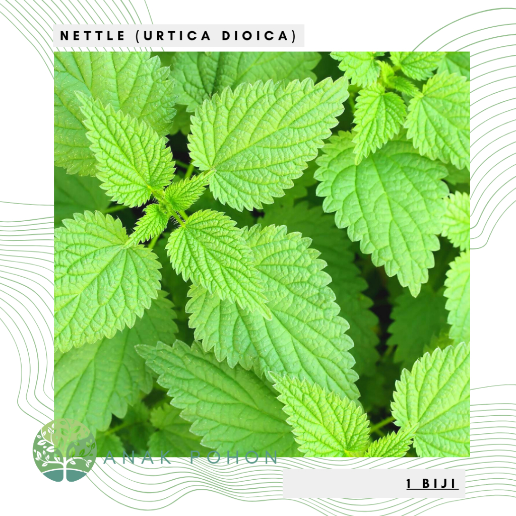 Benih Bibit Biji - Nettle Urtica dioica Stinging Herb Plant Seeds - IMPORT - Terapi Tanaman Untuk Kesehatan Kemih dan Nyeri Tubuh