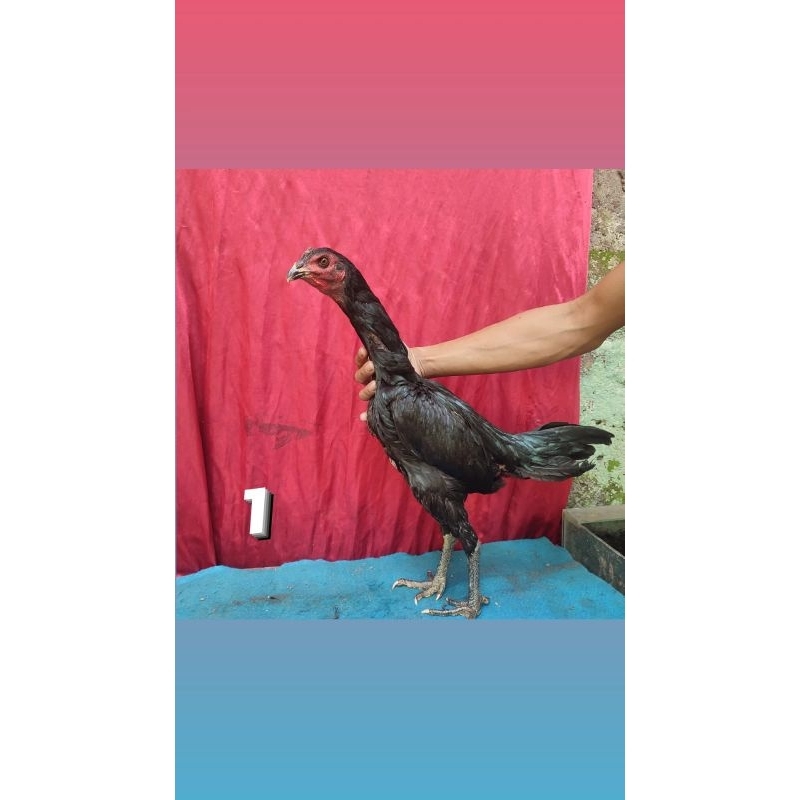 ayam laga betina jenis pakoy blackbull