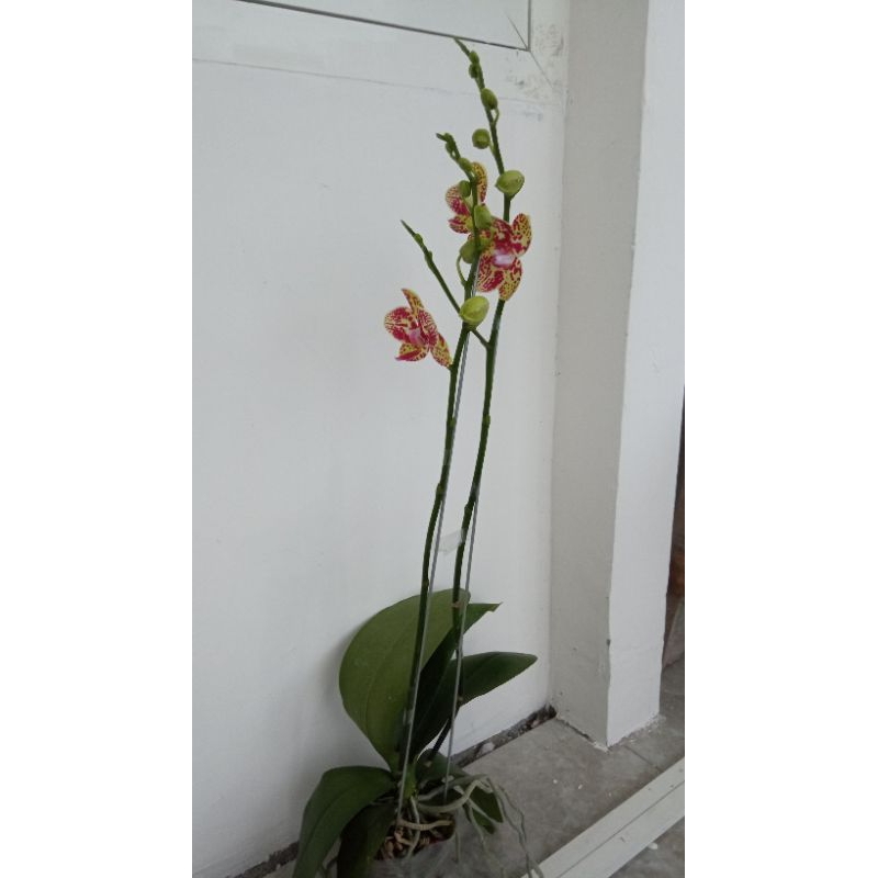anggrek bulan import taiwan p17