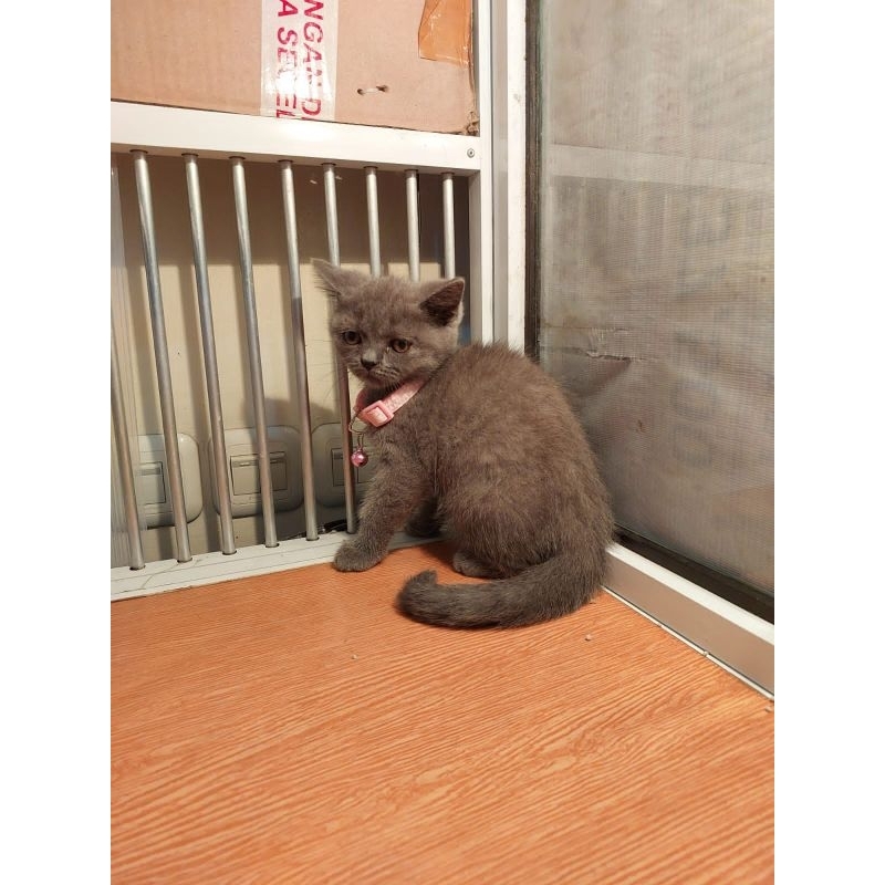 kitten kucing BSH british short hair blue (pink)