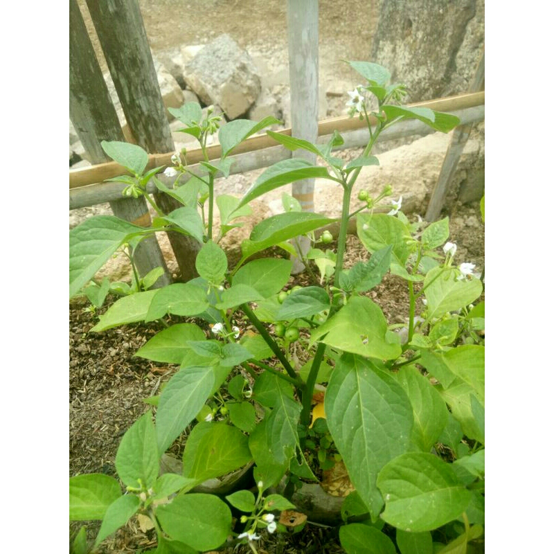 Tanaman Leunca - sayur lalap