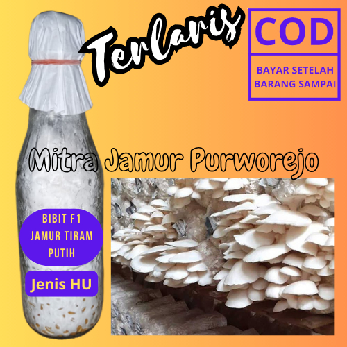 Terlaris Bibit F1 Jamur Tiram Putih Jenis HU