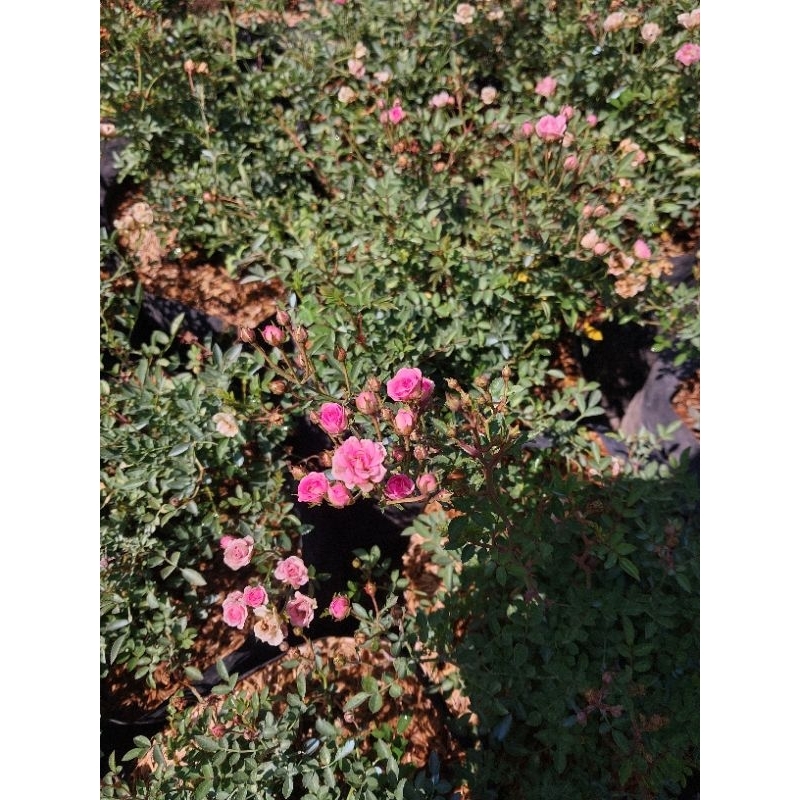 Indukan Baby Rose tanaman hias~