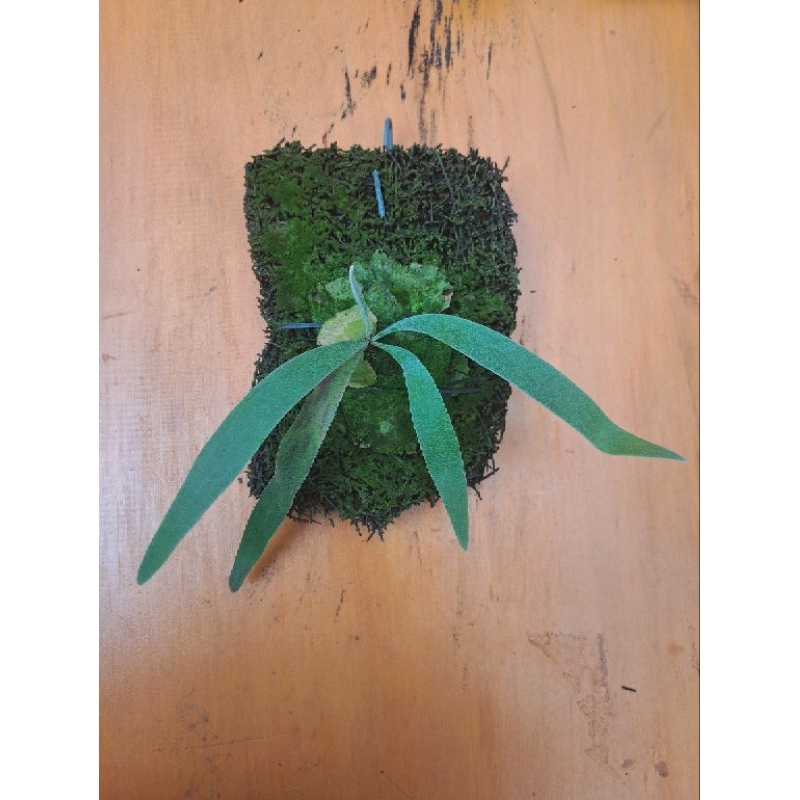 Tanaman Platycerium veitchii blue