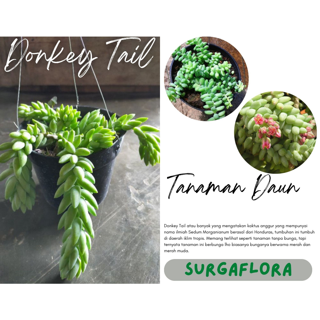 Tanaman Hias Donkey Tail - Tanaman Air Mata Bunda