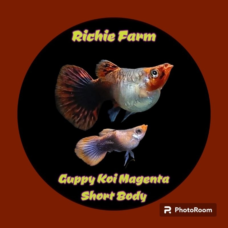 Guppy Koi Magenta Short Body