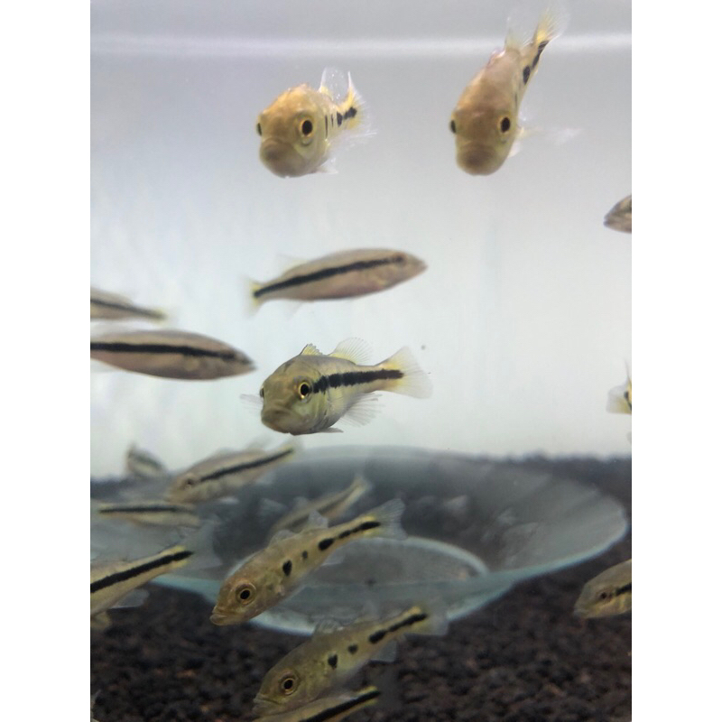 Stiker Pbass Xingu Pure