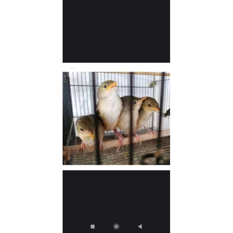 Burung Cigun Betina Jinak Mandiri Harga NETTTTT