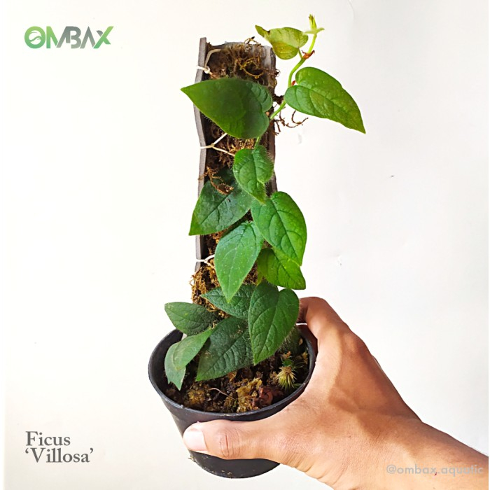 Ficus 'Villosa' - Tanaman Terrarium / vivarium / Rambat