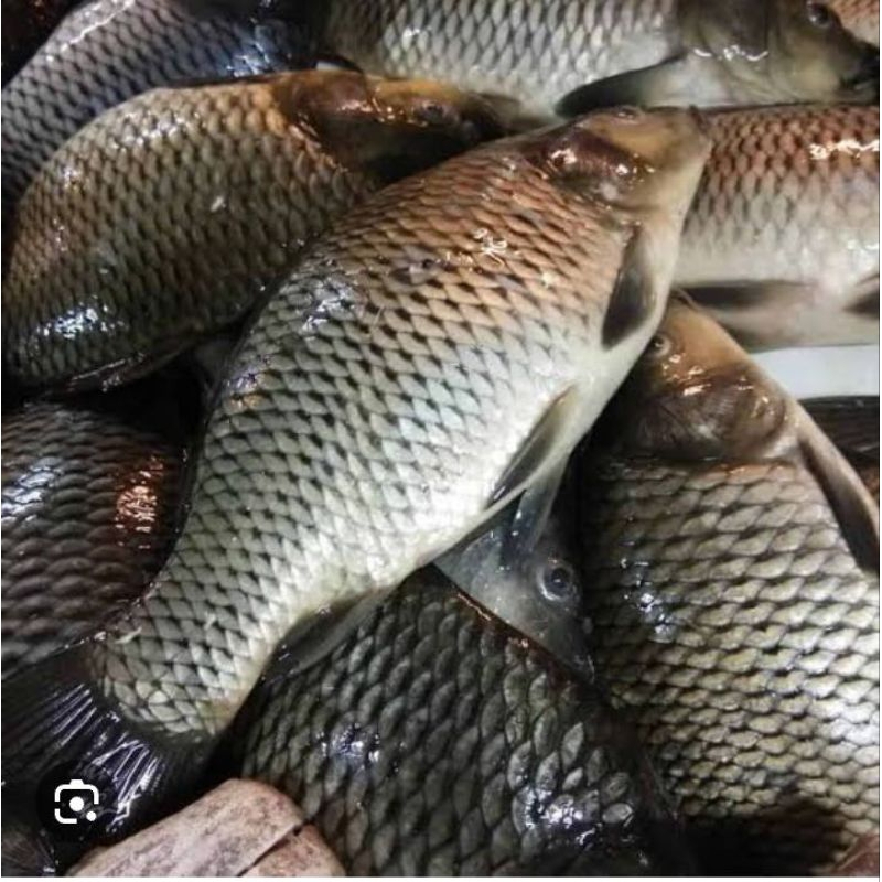 

ikan mas prozen presh