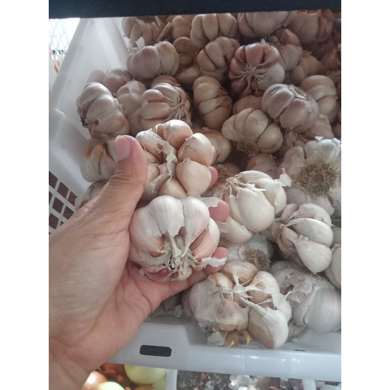 

Bawang putih | BAWANG kupas | Bawang Putih seger | bawang putih bandung
